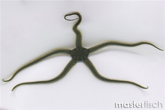 Green Brittle Star