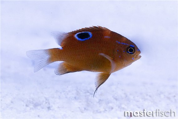 Cape Damsel