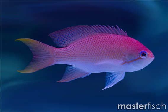 Hutomo´s Basslet