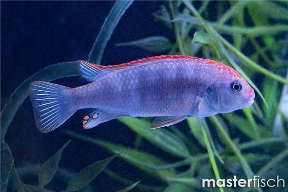 Pseudotropheus red top ndumbi