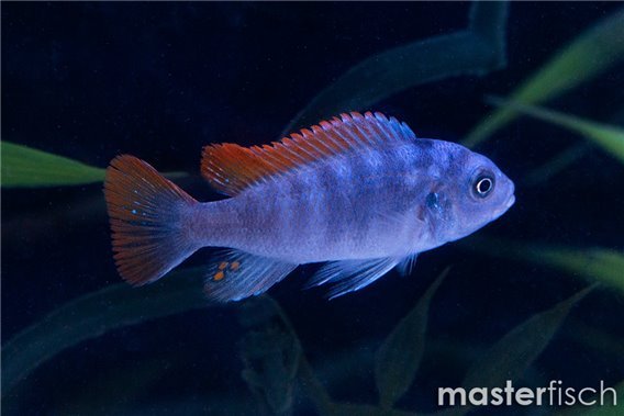 Pseudotropheus zebra greshakei