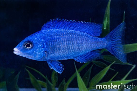 White-lipped mouthbrooder