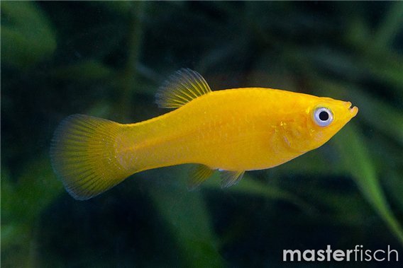 Molly yellow