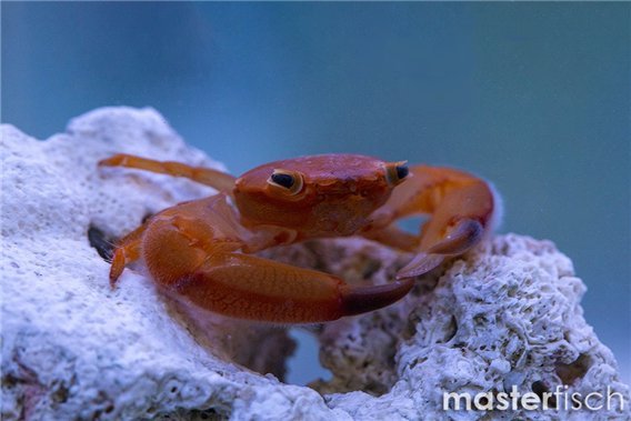 Red Trapezia Crab