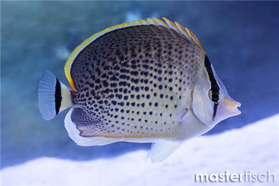 Peppered Butterflyfish