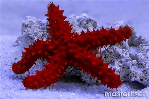 Red Premium Echinaster echinophorus Starfish