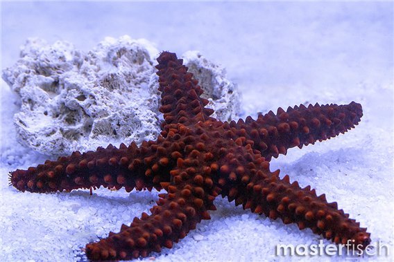 Starfish Echinaster echinophorus