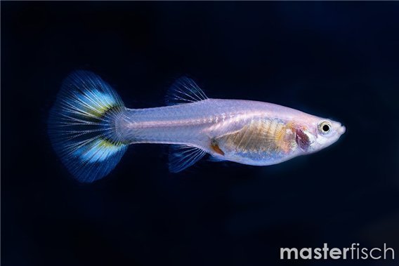 Guppy citrus yellow