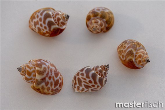 Empty Shells Babylonia lutosa