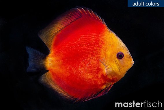 Discus Golden