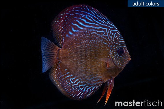 Discus Snake Skin Blue