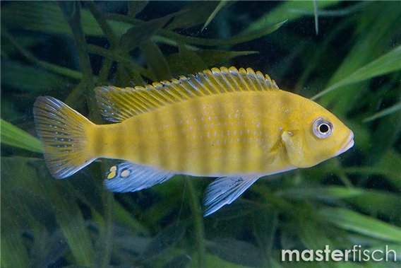 Metriaclima sp zebra gold kawanga
