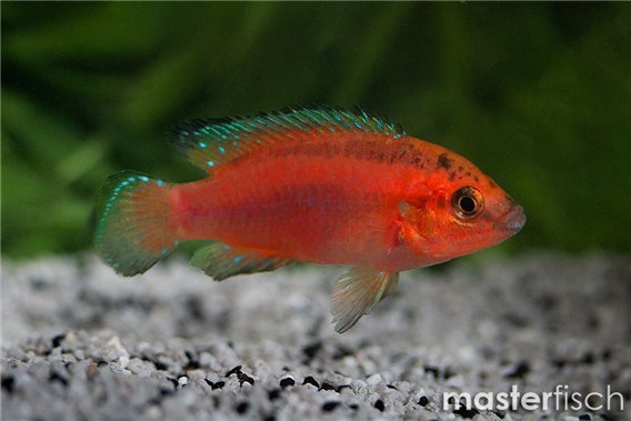 Hemichromis exsul
