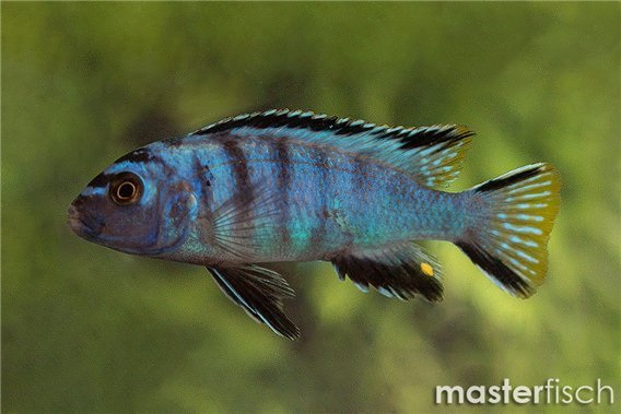 Pseudotropheus elongatus mpanga
