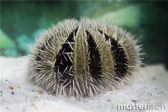 West Indian Sea Egg