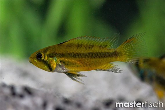 Cacatuoides Dwarf Cichlid