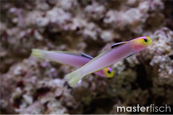 Lavender-blushed Dartfish