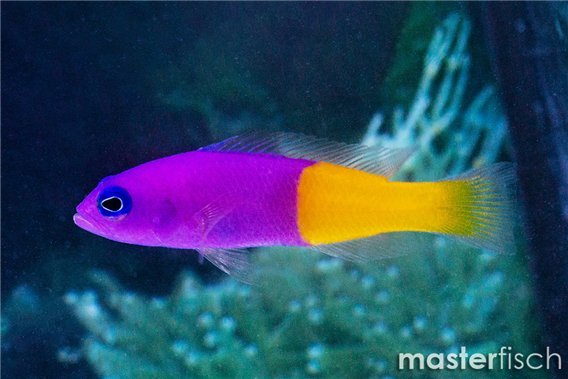 Pictichromis coralensis