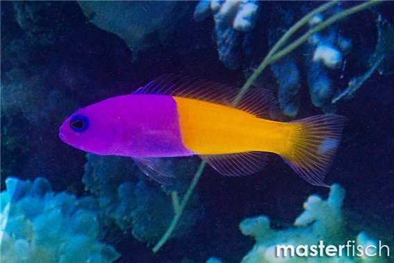 Pictichromis dinar