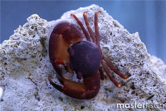 Red Dotted Coral Crab