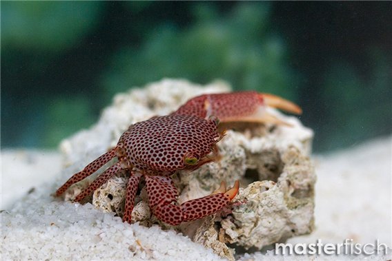 Red-spotted Coral Crab