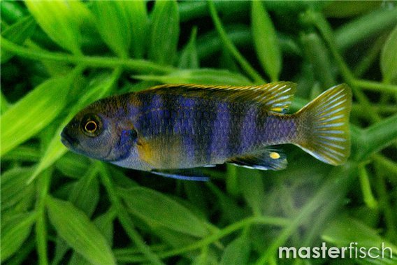 Labidochromis mbamba