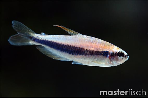 Royal tetra