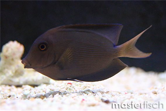 Striated surgeonfish