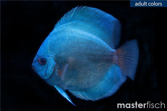 Discus Powder Blue