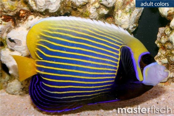 Emperor Angelfish