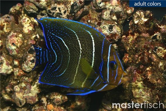 Koran Angelfish