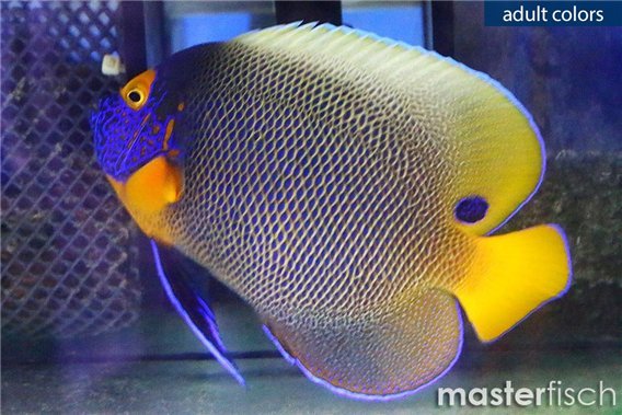 Blue-Faced Angelfish