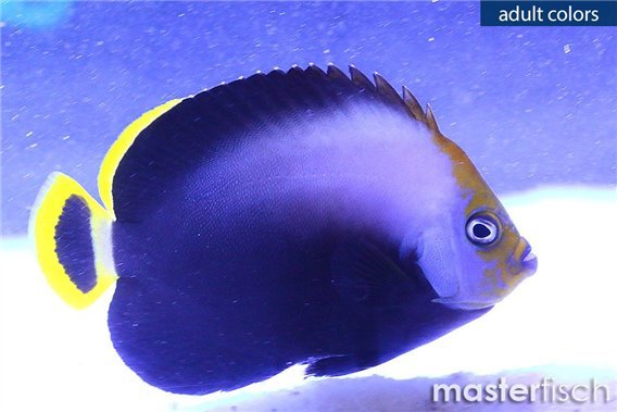 Black Velvet Angelfish