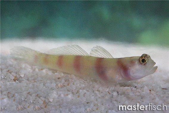 Steinitz Prawn Goby