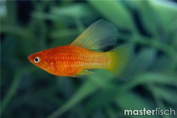 Sunrise Hi-Fin Platy