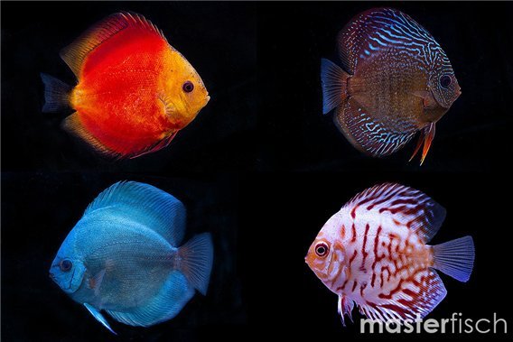 Discus varied