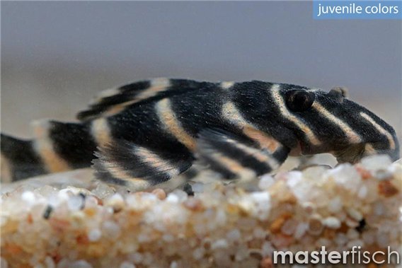 Flash Pleco L204