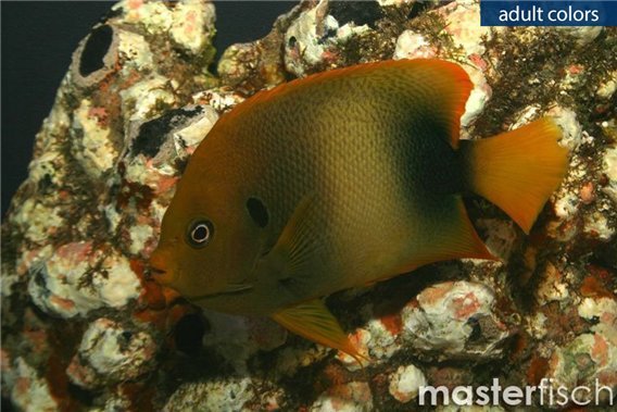 Guinean angelfish