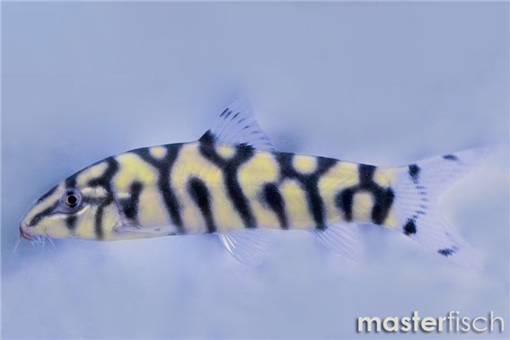 Golden Zebra Loach (bred)
