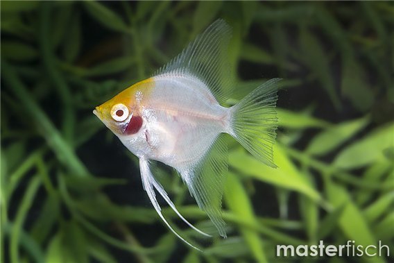 Red Cap Albino Angel