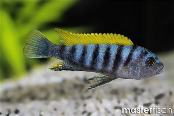 Cynotilapia zebroides