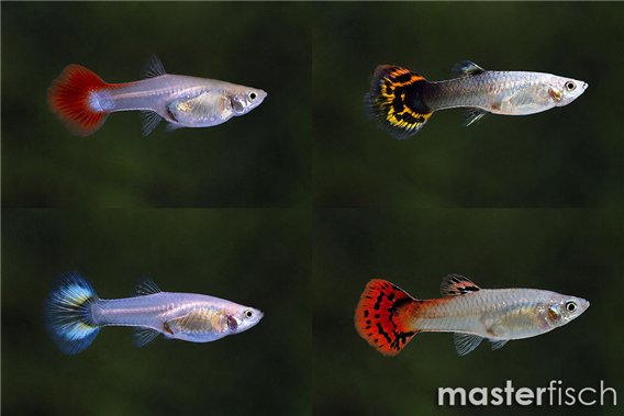 Colored Female Guppy (Varied)