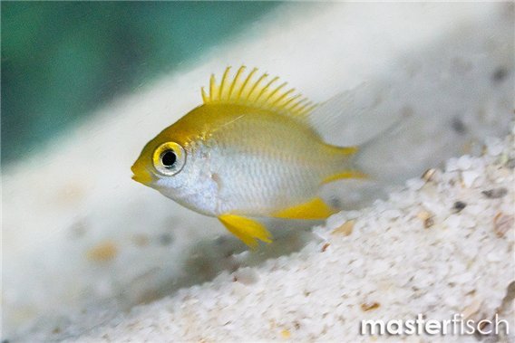 Ternate Staghorn Damsel
