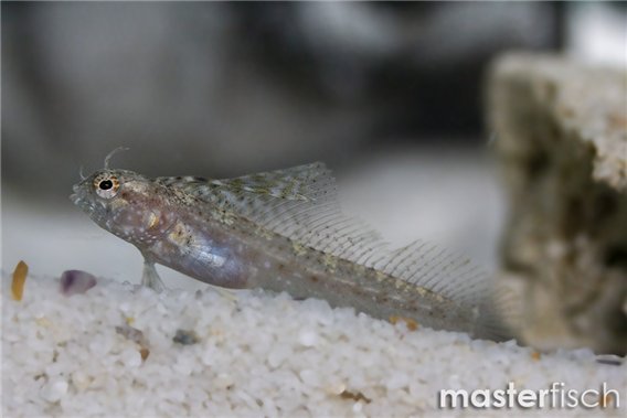 Sailfin Blenny