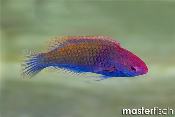 Ruby-headed Fairy Wrasse