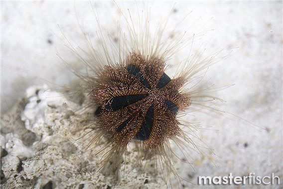 Red fruit sea urchin (Short-spine)