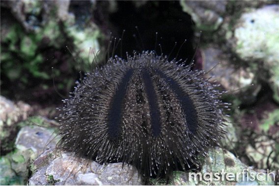 Fruit sea urchin (Short-spine)