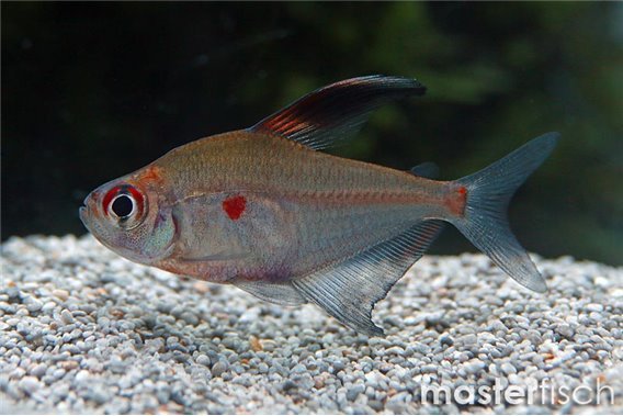 Bleeding heart tetra