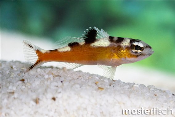 Tobaccofish