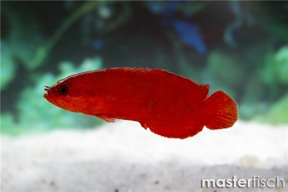 Red Longfin Dottyback